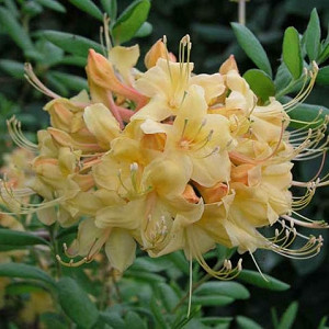 Rhododendron 'My Mary', 'My Mary' Rhododendron, 'My Mary' Azalea, Deciduous Azalea, Early Midseason Azalea, Yellow Azalea, Yellow Rhododendron, Yellow Flowering Shrub